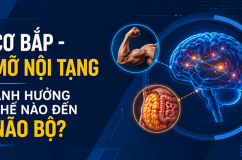 Cơ bắp và mỡ nội tạng ảnh hưởng thế nào đến não bộ?