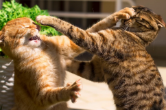 Khi những chú mèo trong nhà “cơm chẳng lành, canh chẳng ngọt”
