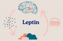 Phòng ngừa béo phì: Làm sao cải thiện tình trạng kháng leptin?