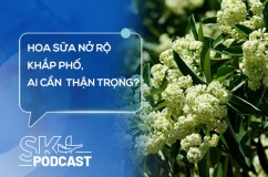 Podcast: Hoa sữa nở rộ khắp phố, những ai cần cẩn trọng?