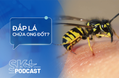 Podcast: Bị ong đốt có nên đắp lá?
