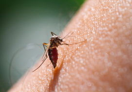 5 mẹo đơn giản giúp bạn tránh bị muỗi đốt trong mùa mưa