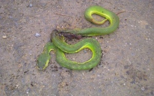 Cảnh báo: Rắn lục đuôi đỏ xuất hiện tại Hà Nội