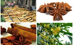 Quế - Vị thuốc quý điều trị đái tháo đường