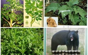 Những cây thuốc, vị thuốc có tác dụng thay thế mật gấu