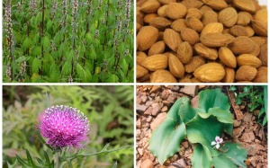 Những cây thuốc, vị thuốc có tác dụng thay thế mật gấu (P3)