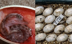 Những bữa sáng 'siêu dị' trên thế giới