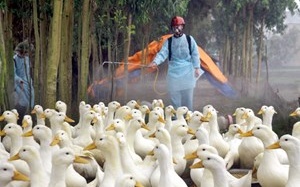 Hòa Bình, Vĩnh Long đang có dịch cúm H5N1!