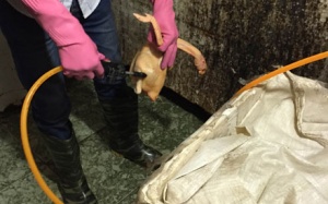 Hà Nội: Gà bị bơm nước xuất hiện trên thị trường!