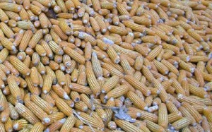 Cảnh báo ngộ độc bột ngô mốc dịp Tết 2015