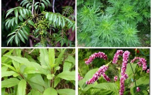 Những cây thuốc, vị thuốc có tác dụng thay thế mật gấu (P.4)