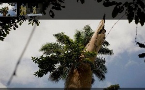 Tìm ra 'cái nôi' của đại dịch Ebola