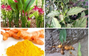 Những cây thuốc, vị thuốc có tác dụng thay thế mật gấu (P5)