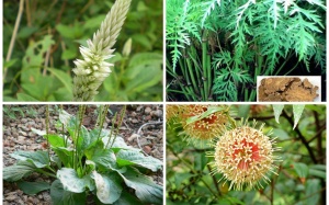 Những cây thuốc, vị thuốc có tác dụng thay thế mật gấu (P6)