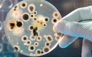 Người béo có khả năng kháng khuẩn tốt hơn?