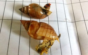 Ôc lạ khiến 3 ngư dân tử vong có độc tính rất cao