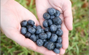 Top 10 lợi ích vàng của quả việt quất