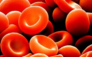 Máu nhân tạo từ... thực vật!