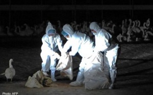 Biến thể virus cúm chủng H5N2 mới