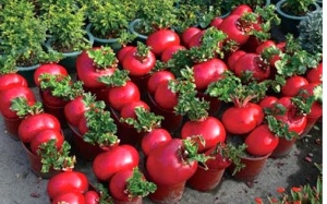 “Săn” củ cải đỏ chơi Tết – 'Mốt' mới của dân Hà Thành