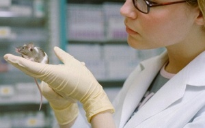 Nuôi cấy thành công ruột người trên... động vật