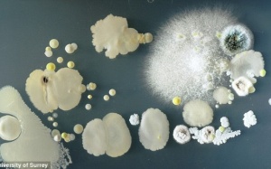 'Sốc' trước hình ảnh siêu bẩn của smartphone