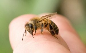 Cứu sống người đàn ông bị ong đốt hơn 300 mũi