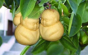 Không nỡ ăn lê em bé