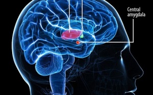 Phát hiện nơi lưu trữ lo âu