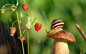 Ngỡ ngàng trước loạt ảnh siêu đẹp về những chú ốc sên