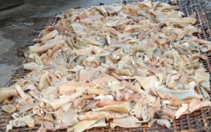 Bắt hơn nửa tấn bì thối sắp đưa vào cơ cở chế biến nem chua