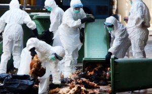 Canada ghi nhận ca nhiễm cúm H7N9 đầu tiên