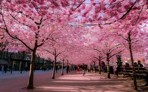 Những đường phố đẹp như cổ tích bởi cây và hoa