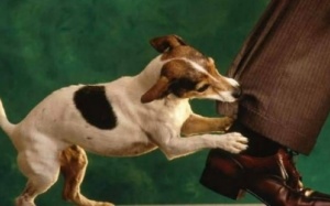 Tiêm vaccine phòng dại có ảnh hưởng gì tới sức khỏe?