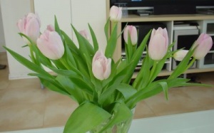 Giữ hoa luôn tươi ngày Tết - Mang sinh khí tốt đến nhà!