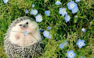 Chùm ảnh tuyệt đẹp về những chú nhím gai hạnh phúc