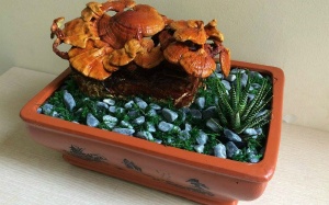 Độc lạ với nấm linh chi bonsai