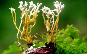 Đông Trùng Hạ Thảo: Cơ hội phát triển dược liệu quý thuần Việt Nam