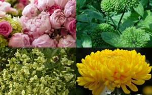 Hoa rất tốt cho người tăng huyết áp