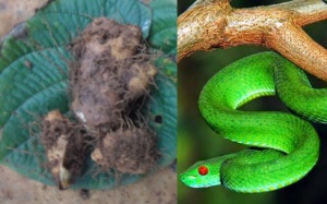 'Cây lạ' chữa rắn cắn