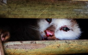Tiêu hủy hàng ngàn con mèo có nguồn gốc từ Trung Quốc