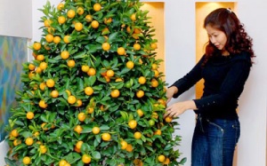 Chưng quất đẹp - An khang thịnh vượng cả năm 