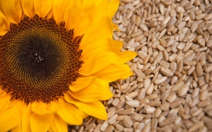 Hạt hướng dương cho ngày Tết và lợi ích không ngờ