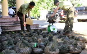 Bắc Ninh sai hay đúng khi bán đấu giá tê tê quý hiếm?!
