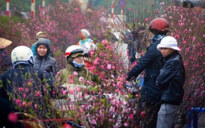 Dân Hà thành đi chợ phiên mua hoa sắm Tết