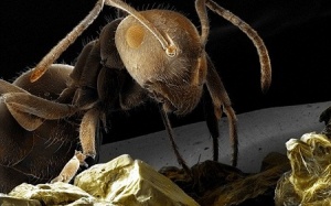 Tự nhiên kỳ thú: Kiến cũng có nhà vệ sinh để... trồng rau!