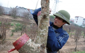 Dịch vụ 'trông đào' sau Tết đắt khách