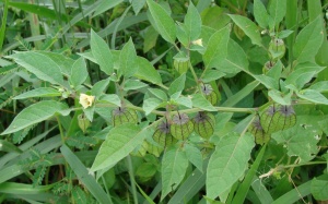 Công dụng quý từ cây tầm bóp