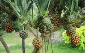 Quả dứa dại có chữa được bệnh viêm gan?