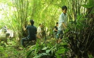 Dọn vườn: Bị ong đốt đến tử vong